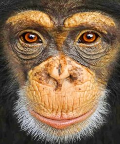 Colorful Monkey Paint By Numbers