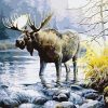 Moose in River Paint By Numbers