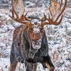Winter Moose Paint By Numbers