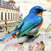 Mountain Bluebird Picture Paint By Numbers