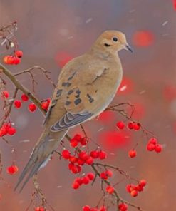 Mourning Dove Desert Birds Paint By Numbers