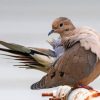 Mourning Dove Desert Bird Paint By Numbers