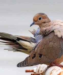 Mourning Dove Desert Bird Paint By Numbers