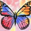 Multicolored Butterfly Paint By Numbers