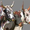 Nguni Cattle Painting Guide Paint By Numbers