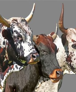 Nguni Cattle Painting Guide Paint By Numbers