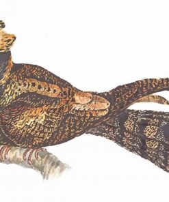 Nightjars Birds Paint By Numbers