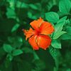Orange Hibiscus Flora Paint By Numbers