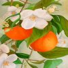 Orange Tree and Blossoms Paint By Numbers