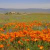 Orange Poppy Fields Paint By Numbers