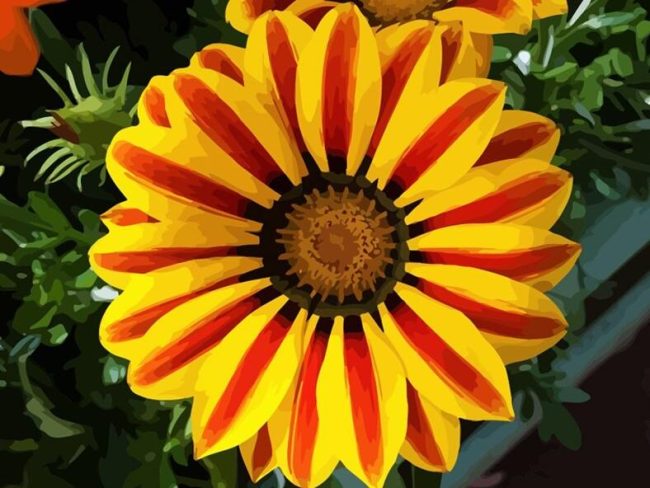 Gazania Yellow Bloom Paint By Numbers