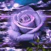 Purple Rose Evening Paint By Numbers