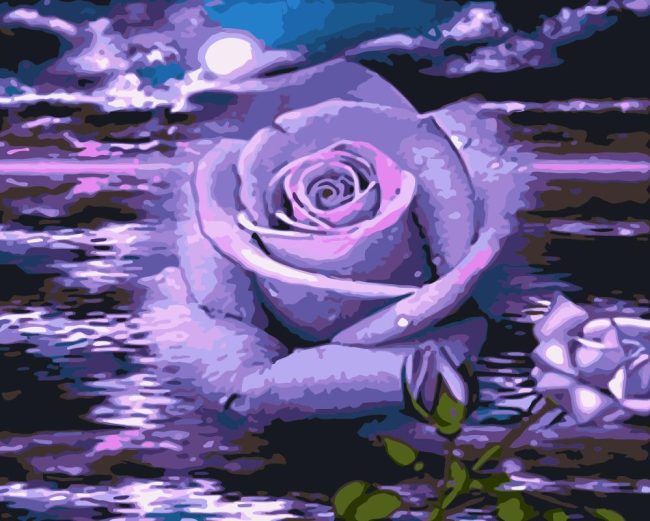 Purple Rose Evening Paint By Numbers