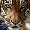 Blue Eyed Tiger Paint By Numbers