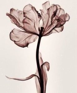 Parrot Tulip Flowers Paint By Numbers