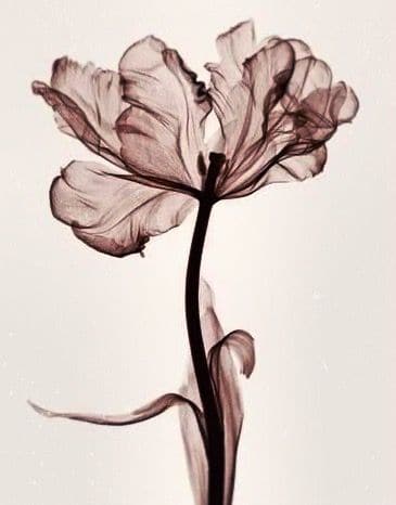 Finalizing Parrot Tulip Flowers artwork