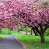 Cherry Blossom Park Path Paint By Numbers