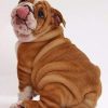 Mini Bulldogs Dog Paint By Numbers
