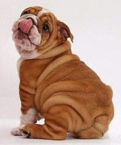 Mini Bulldogs Dog Paint By Numbers
