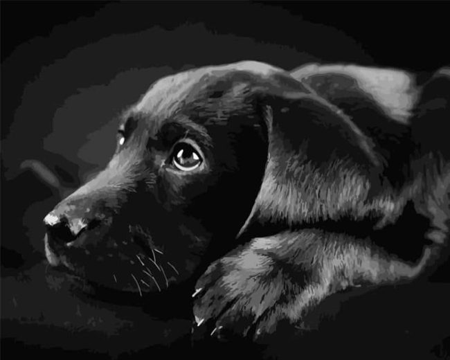 Black Labrador Paint By Numbers