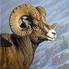 Mountain Bighorn Sheep Paint By Numbers