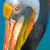 Pelican Wildlife Birds Paint By Numbers