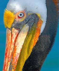 Pelican Wildlife Birds Paint By Numbers