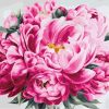 Pink Peony Flowers Paint By Numbers