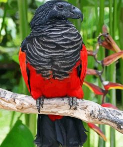 Pesquets Parrot Nature Scene Paint By Numbers