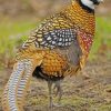 Pheasant Wildlife Paint By Numbers