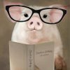 Pig Reading with Glasses Paint By Numbers