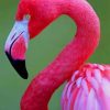 Pink Flamingo Bird Paint By Numbers
