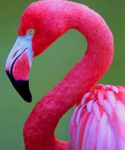Pink Flamingo Bird Paint By Numbers
