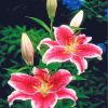 Pink Tiger Lily Blooms Paint By Numbers