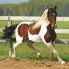 Pinto Horse on Farm Paint By Numbers