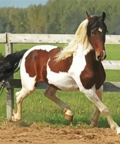 Pinto Horse on Farm Paint By Numbers