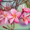 Pink Plumeria Blooms Paint By Numbers