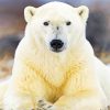 Polar Bear Animal Paint By Numbers