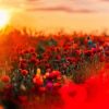 Red Poppy Field Nature Paint By Numbers