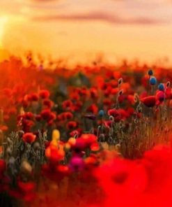 Red Poppy Field Nature Paint By Numbers