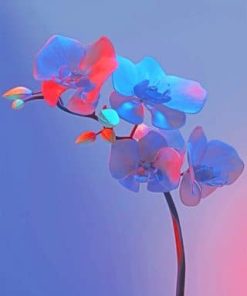 Colorful Orchid Flower Paint By Numbers