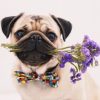 Pug and Flowers Animal Paint By Numbers