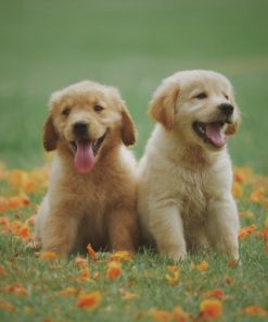 Puppies in Park Animal Art Paint By Numbers