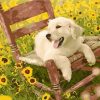 Puppy Sitting Chair Paint By Numbers