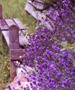 Purple Flowers by the Chair Paint By Numbers