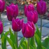 Purple Tulip Flowers Paint By Numbers