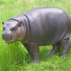 Pygmy Hippo Wildlife Paint By Numbers
