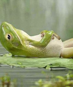 Quiet Frog Wildlife Paint By Numbers