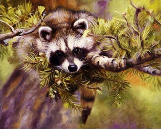 Raccoon Wildlife Paint By Numbers