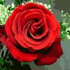 Romantic Red Roses Paint By Numbers